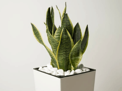 Snake plant 5