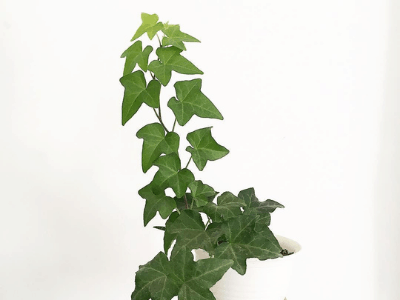 Plants 35