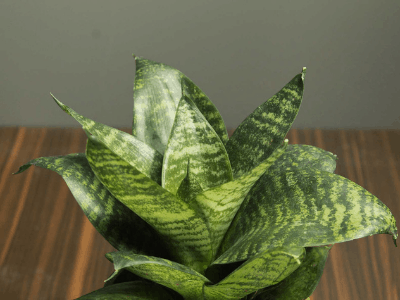 Snake plant 4