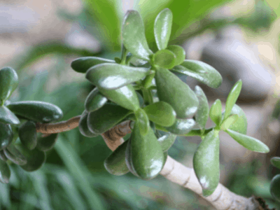 What Causes Jade Plant Leaves To Turn Red? 3 Shocking Reasons You’ll Find Here!