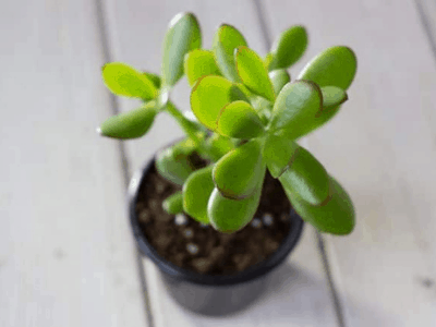 Jade plant 4