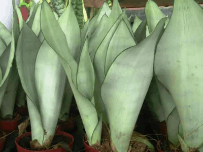 Moonshine snake plant