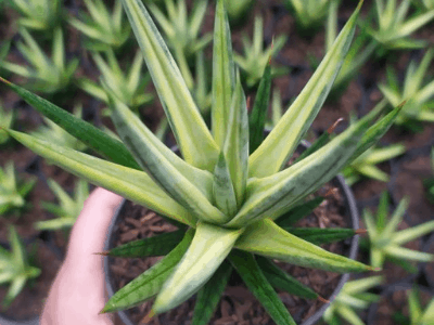 Francisii snake plant