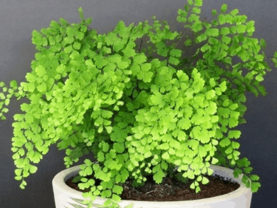 12 Of The Best Plants For An Office With No Windows (2021)