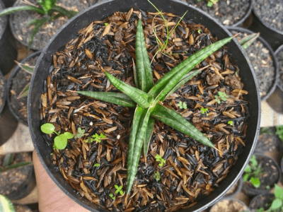 Ballyi snake plant