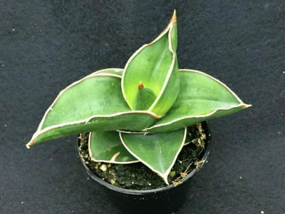 Ehrenbergii samurai dwarf snake plant