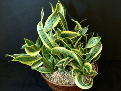 Twisted sister snake plant