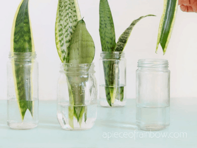 Snake plant 6