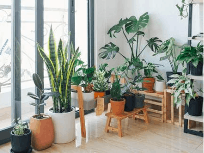 Snake Plant Likes Humidity? Here's The Super Fact About It! (2021) 8 Snake plant 7