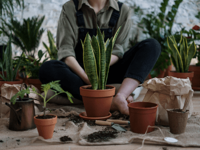 Snake plant 4