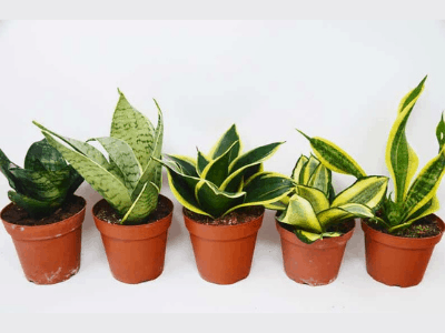 Snake plant varieties