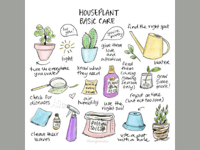 Basic houseplant care