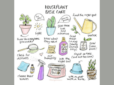 How To Make Houseplants Grow Faster: 9 Secret Tips