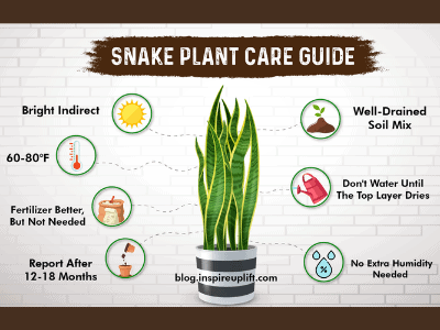 Snake plant