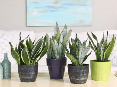 Snake Plant Likes Humidity? Here's The Super Fact About It! (2021)