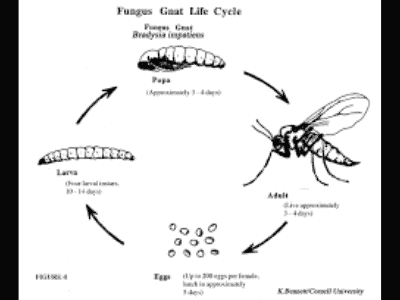 Fungus gnat 2