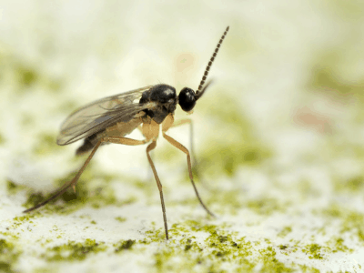 Fungus gnats