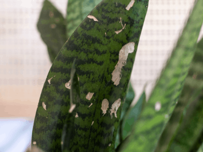 Snake plant 4