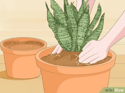 Pot for snake plant