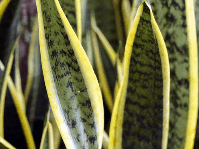 Pot for snake plant 2