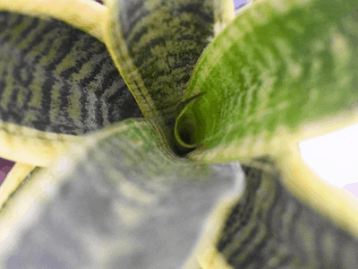 Snake plant