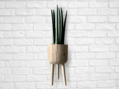 12 Stellar Species Of Snake Plants For Your Amazing Houseplant Collection In 2021! 12 snake plant 11