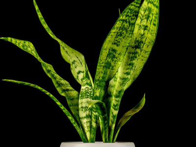 Snake plant from seed 1
