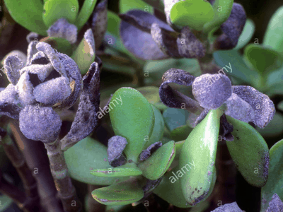 Variegated jade 4