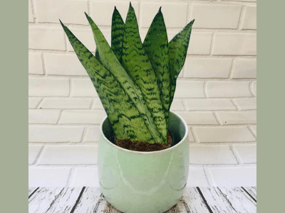 6 Complete Causes Of Root Rot In Snake Plant: What Can You Do About It? (2021)