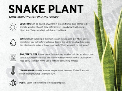 Snake plant pups 4