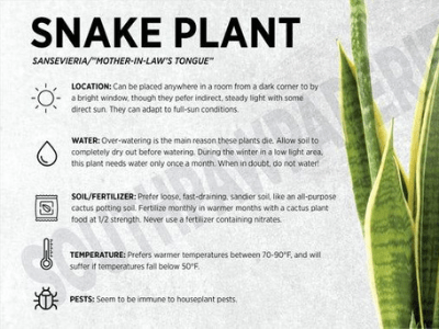 Snake plant pups 5