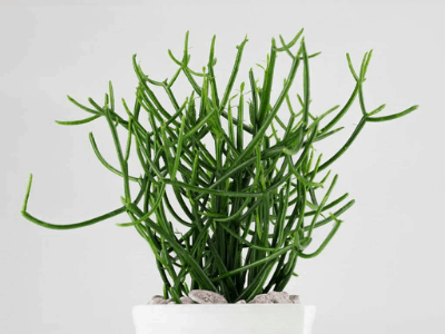 Poisonous indoor plant: pencil cactus