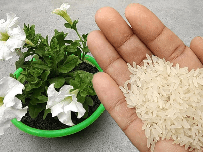 Water houseplant with rice water 1