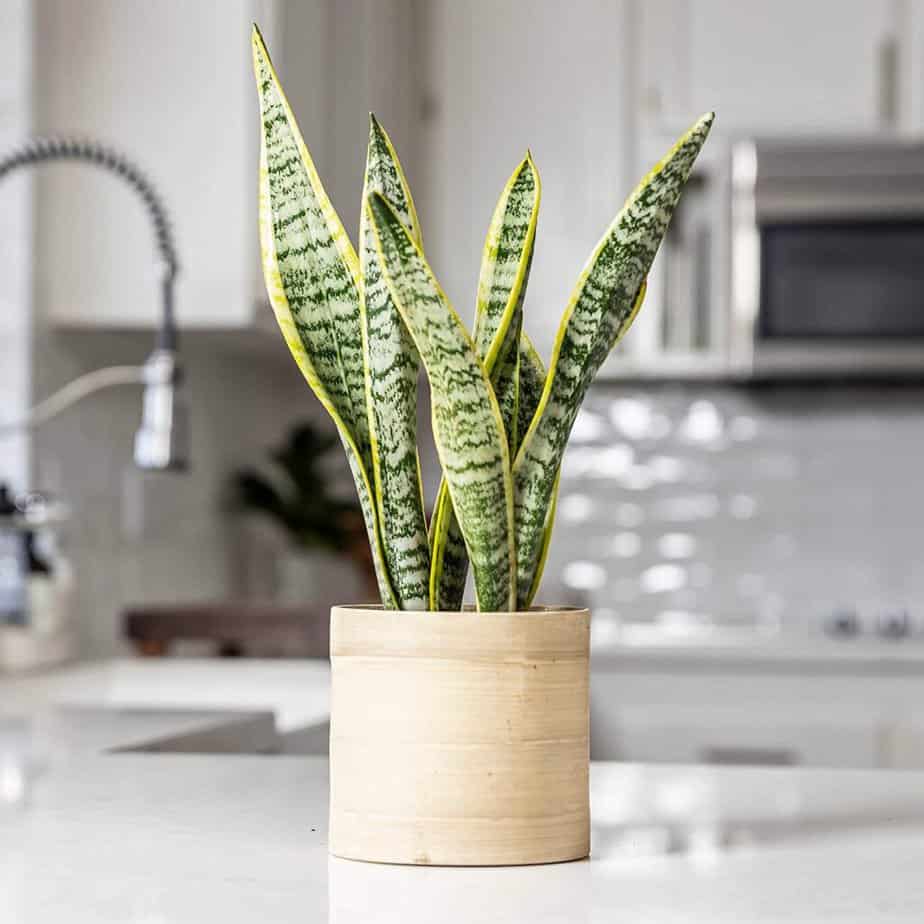snake plant is healthy