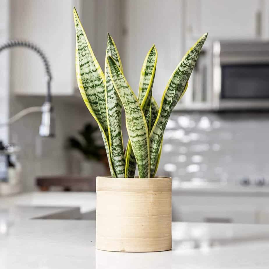 Snake plants vs. Spider plants