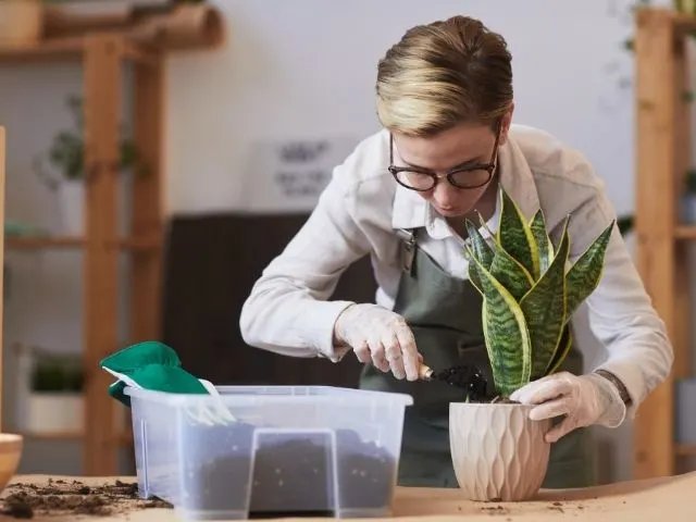 Snake plant grow