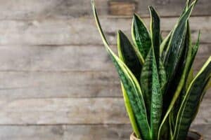 Heal Snake Plants with this tips