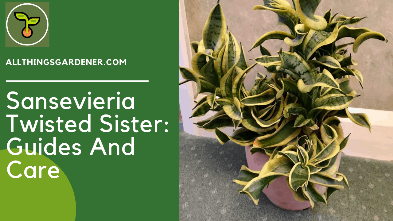 Sansevieria twisted sister 1