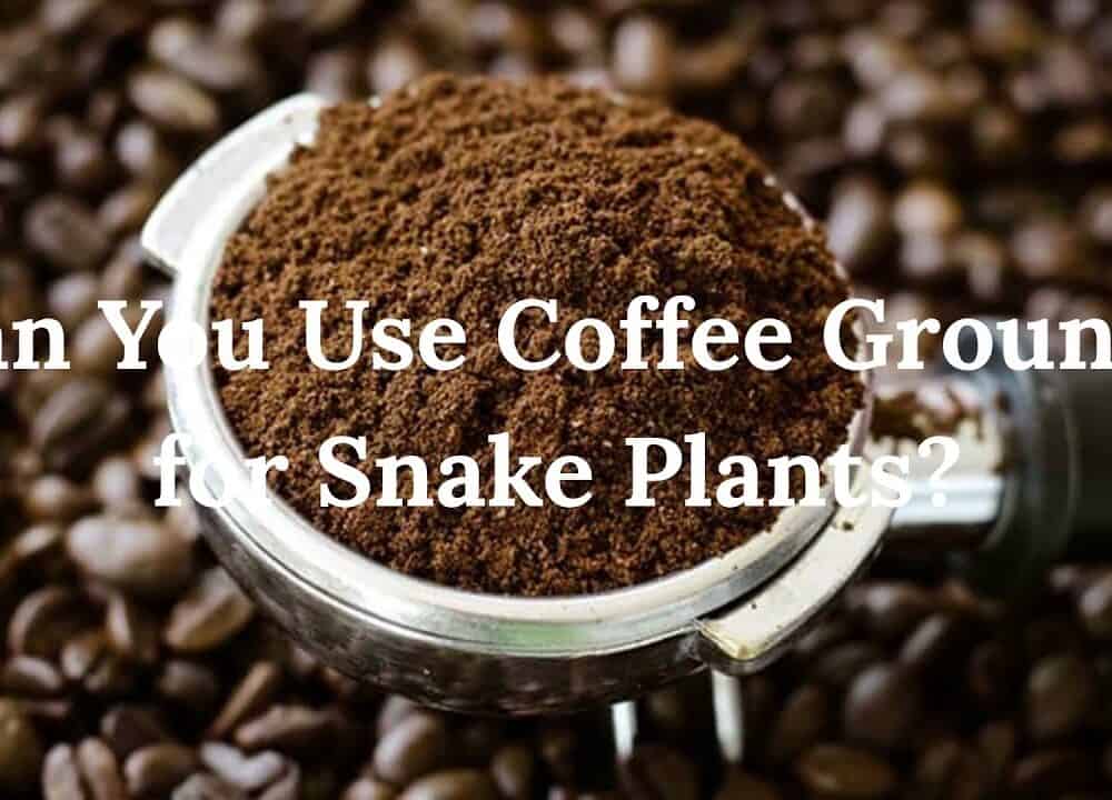 Is Coffee Good For Snake Plants? Revealing The Pros, Cons, And More [2022]