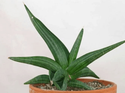 Sansevieria patens 3