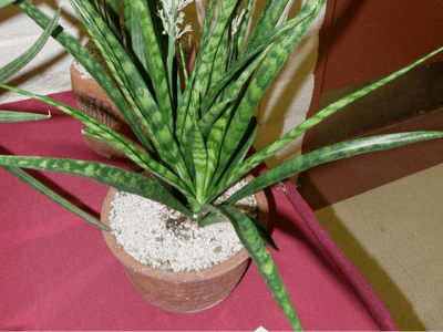 Sansevieria parva 3