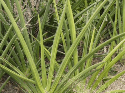 Sansevieria ehrenbergii 3