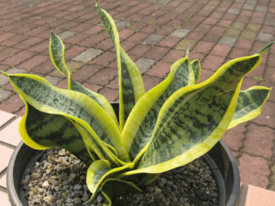 Sansevieria twisted sister 3