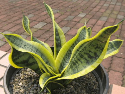 Sansevieria twisted sister 4