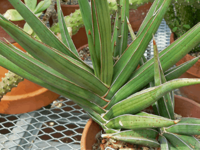 Sansevieria ehrenbergii 2