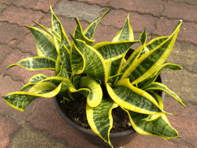 Sansevieria twisted sister 2