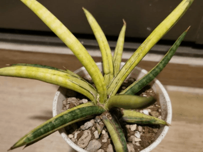 Sansevieria ballyi 2