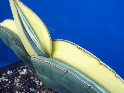 Sansevieria ehrenbergii 4