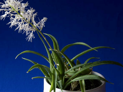 Sansevieria parva 4