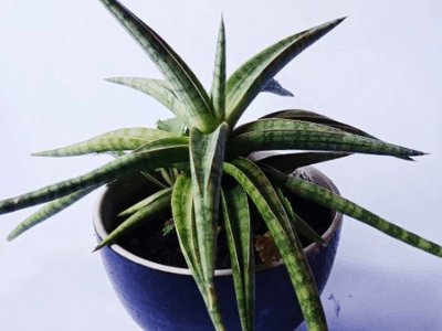 Sansevieria ballyi 5